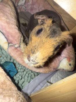 Rescue Guinea Pig Guinea Pigs for Adoption in Greece, New York - Quinny | PetCurious